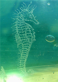 Neville's antique glass float etching